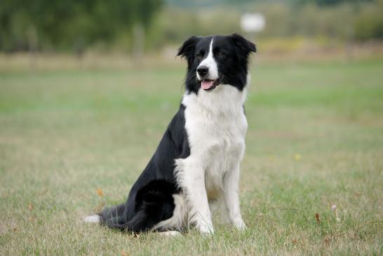 … Border Collie im Training © Charles Yunck