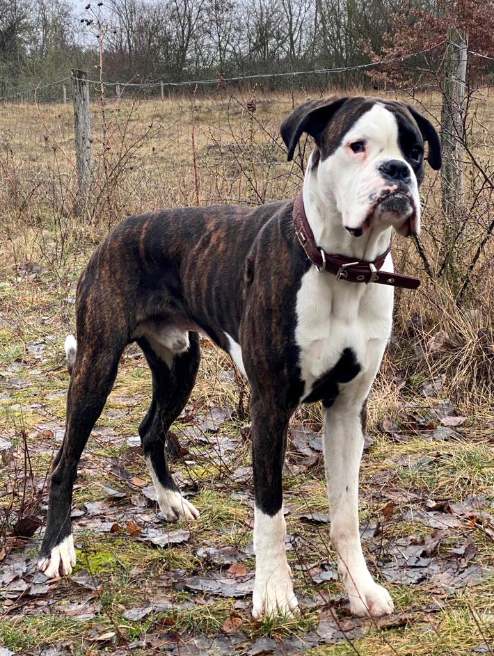 … Boxer ein toller Gebrauchshund. © OG Berlin Pankow