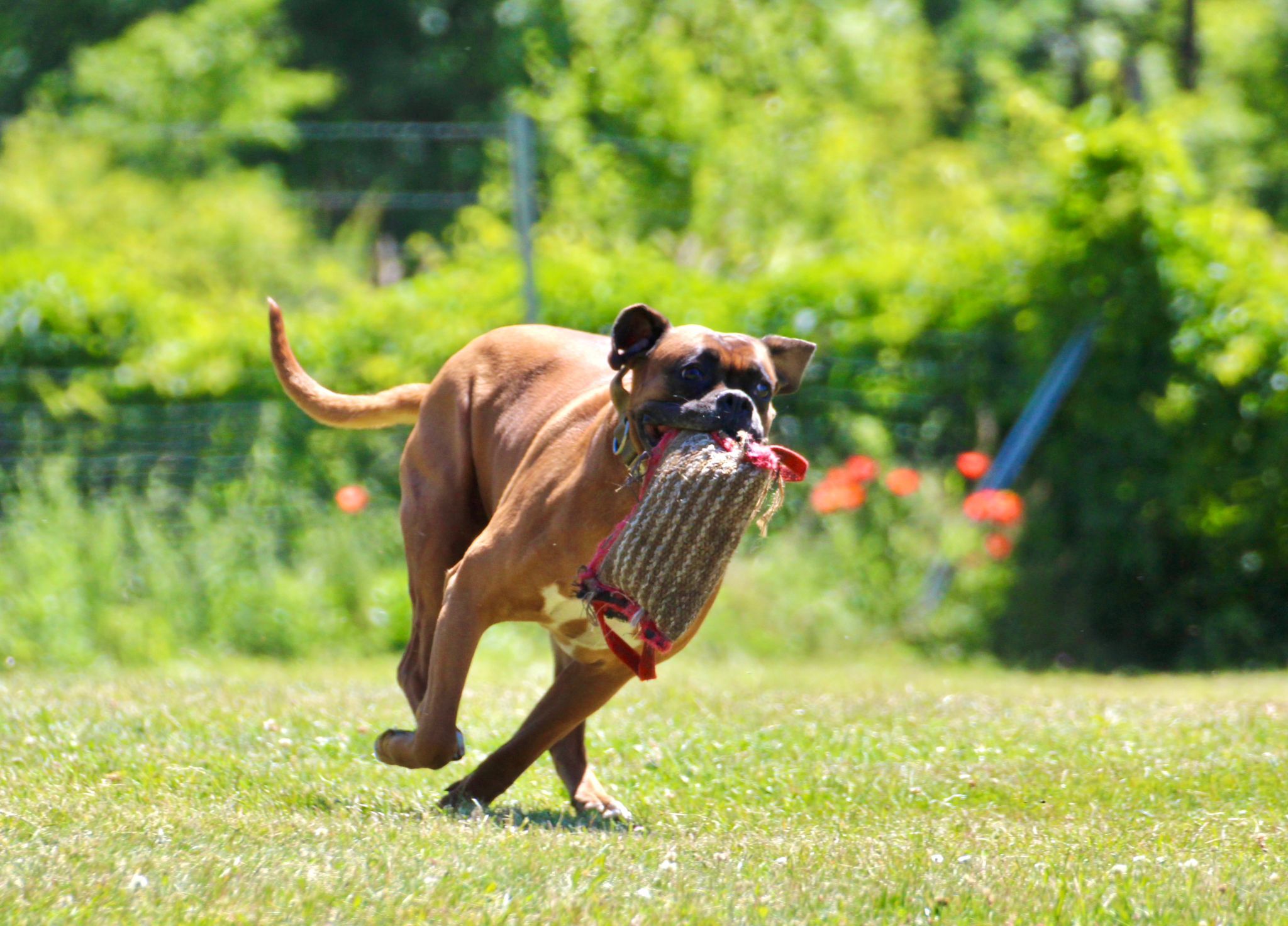 … Boxer – Vollgas im Spiel und Sport. © SV OG Pankow