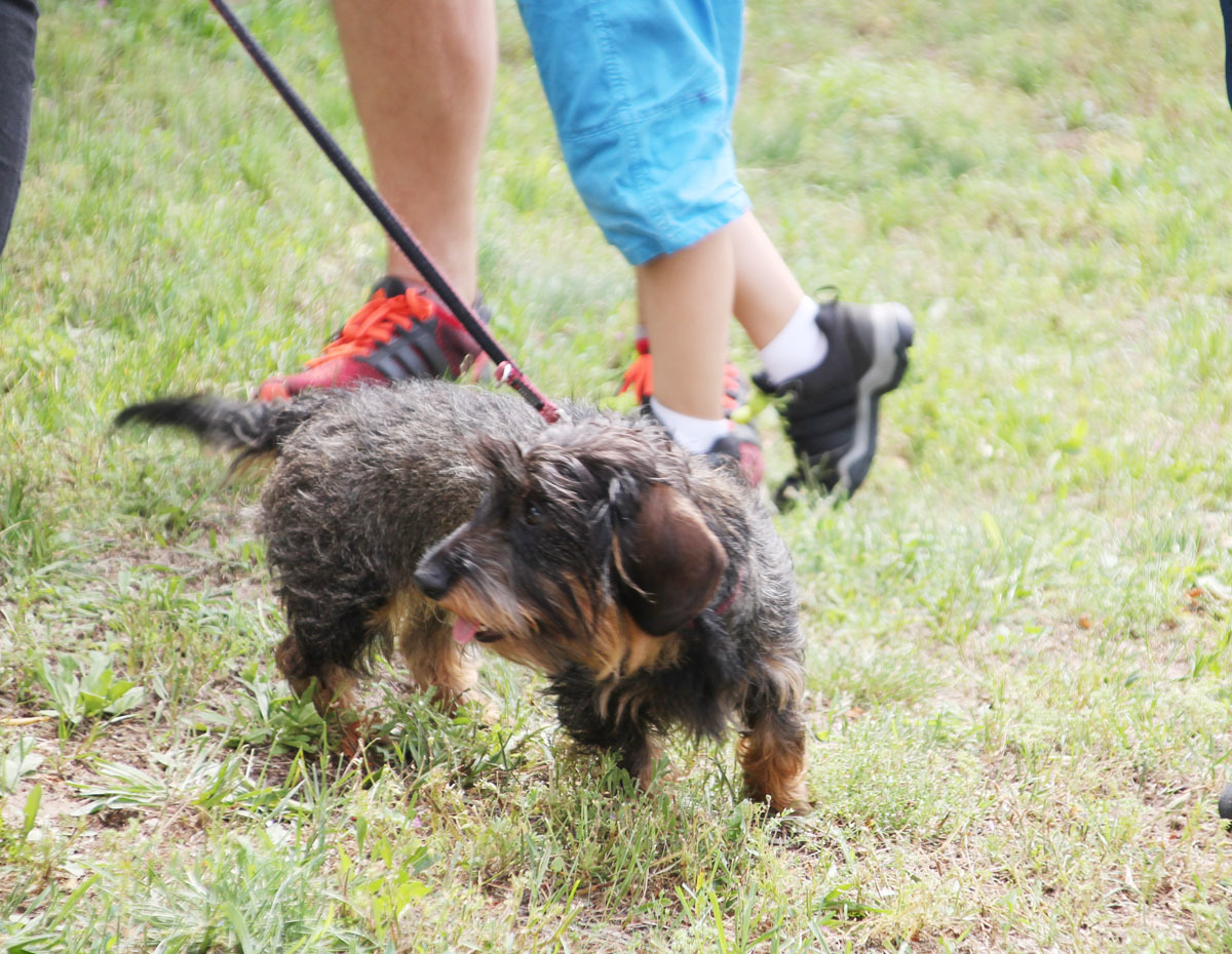 Tag des Hundes in Pankow