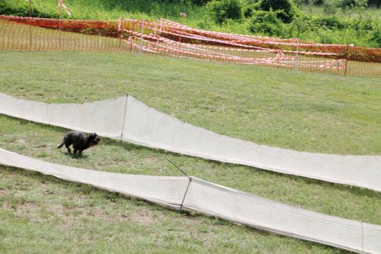 Dackel auf der Hunderennbahn