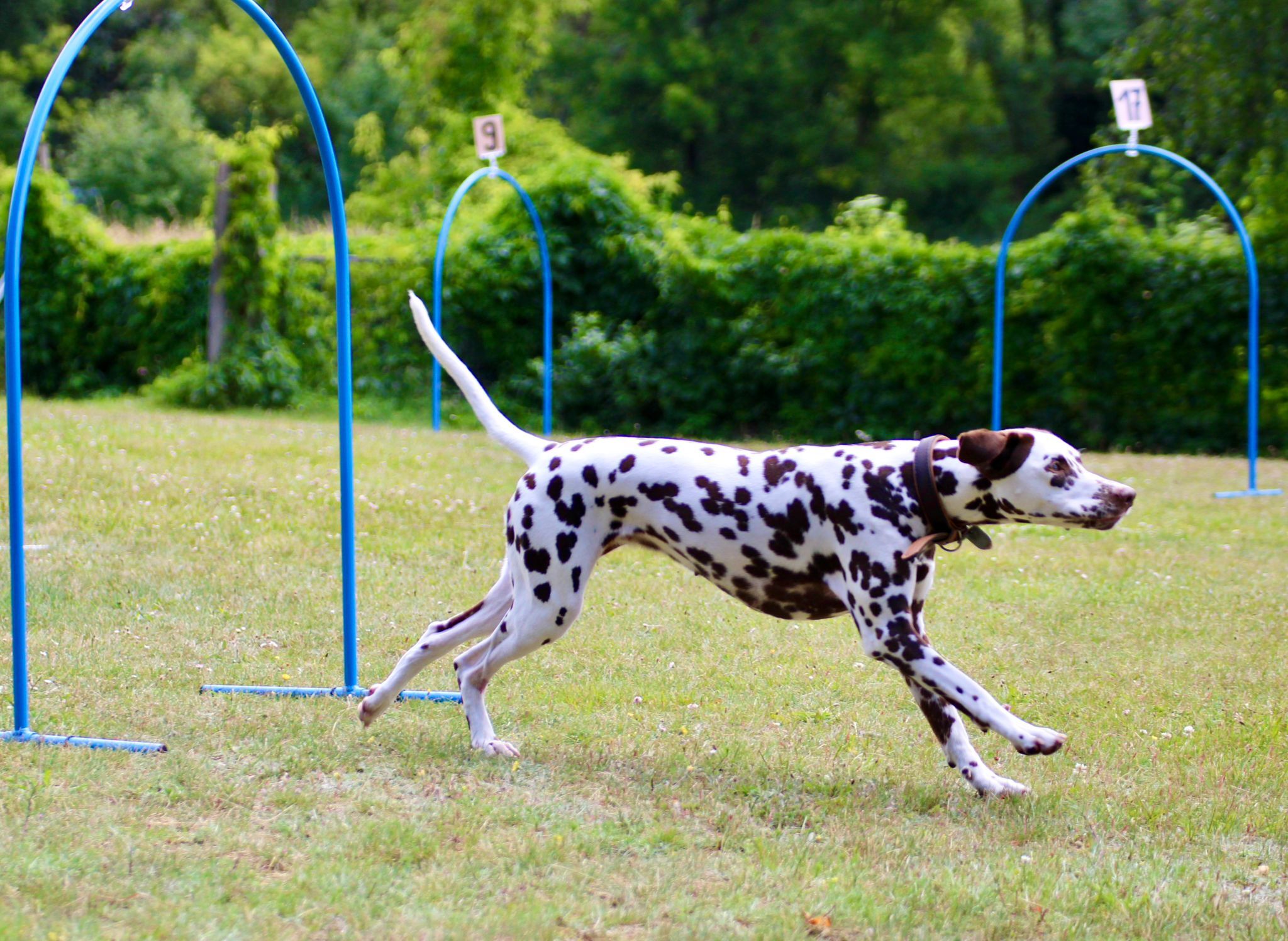 … Hoopers – bewegt – Hund und Mensch. © SV OG Pankow