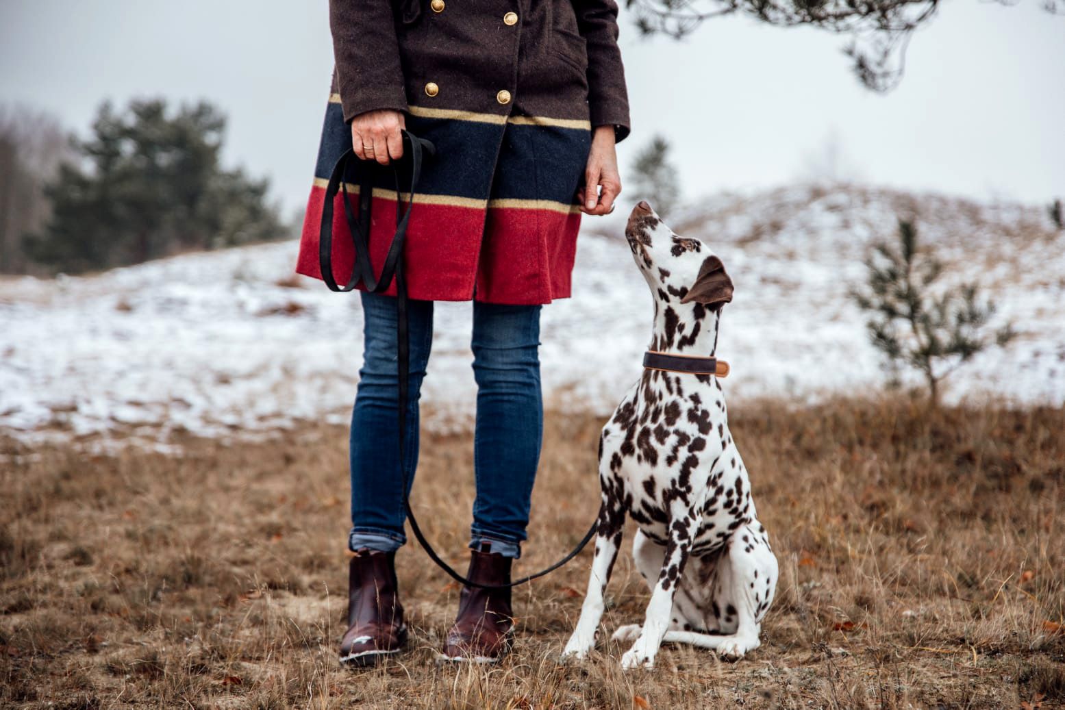 Der aufmerksame Hund – Dank einer guten Hund-Mensch-Beziehung