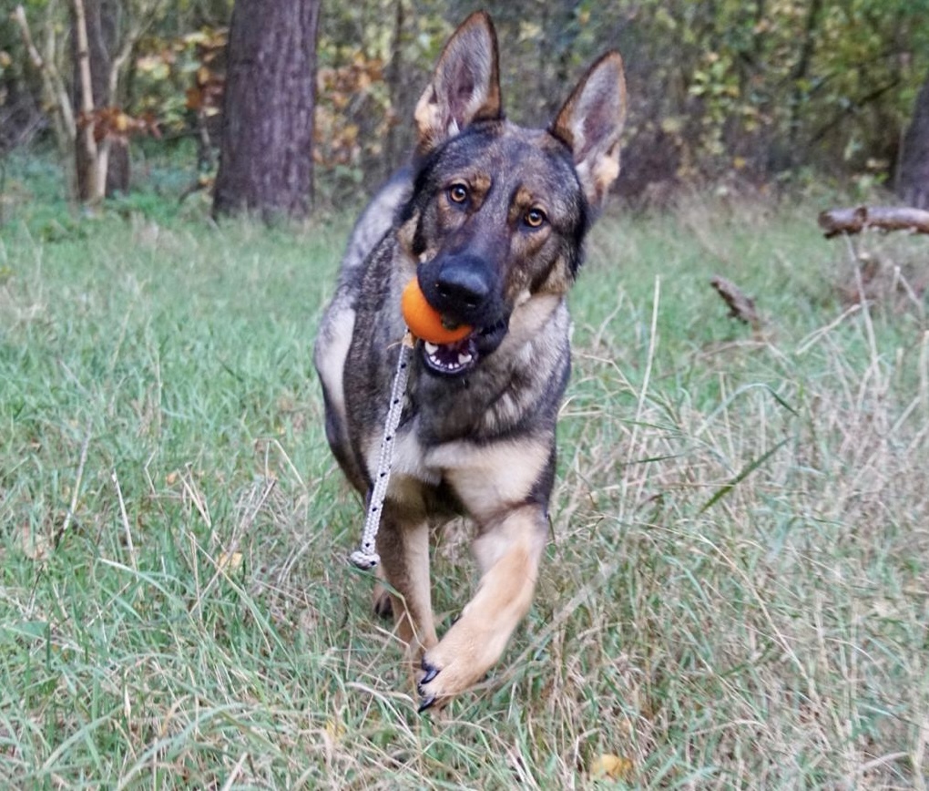 … Deutscher Schäferhund © SV Ortsgruppe Pankow Berlin