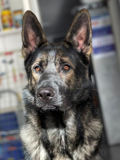 Deutscher Schäferhund – alles im Blick © SV Ortsgruppe Pankow