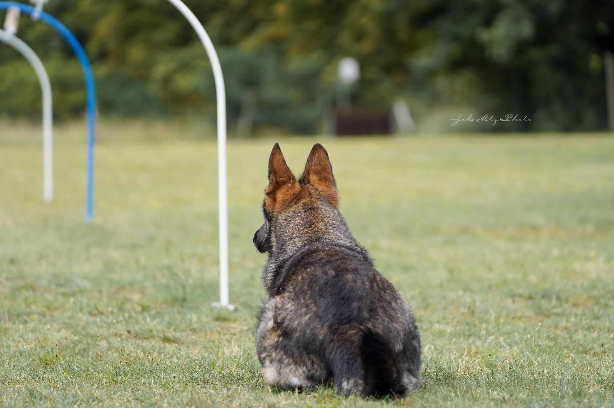 © Verein für Deutsche Schäferhunde (SV) e.V. Ortsgruppe Pankow