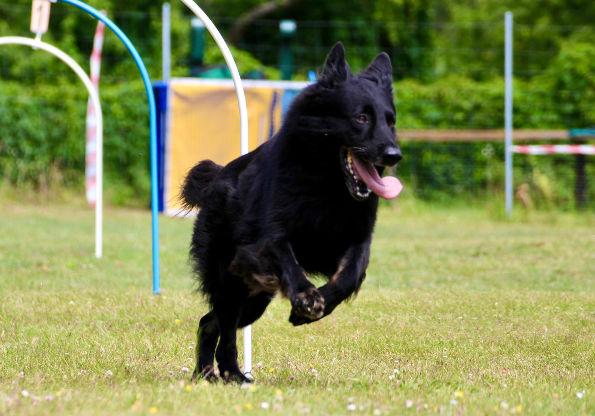 © Verein für Deutsche Schäferhunde (SV) e.V. Ortsgruppe Pankow