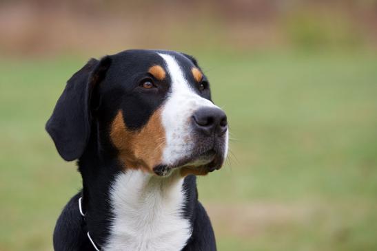 … Großer Schweizer Sennenhund © Charles Yunck