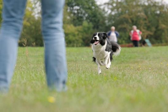 … mit viel Freude am Hunde-Training. © Charles Yunck