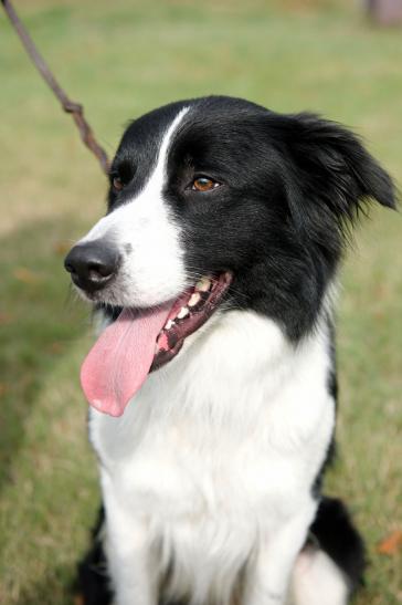 … Border Collie – Rocky © Charles Yunck