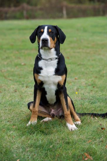 … Großer Schweizer Sennenhund – Gustav © Charles Yunck