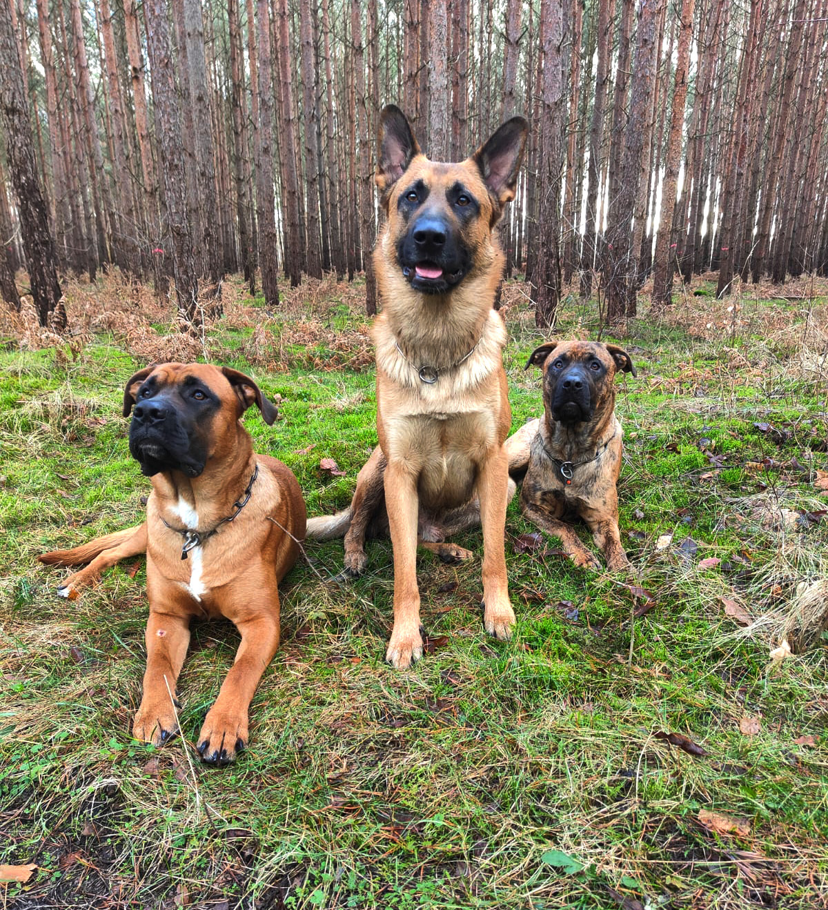 © Verein für Deutsche Schäferhunde (SV) e.V. Ortsgruppe Pankow