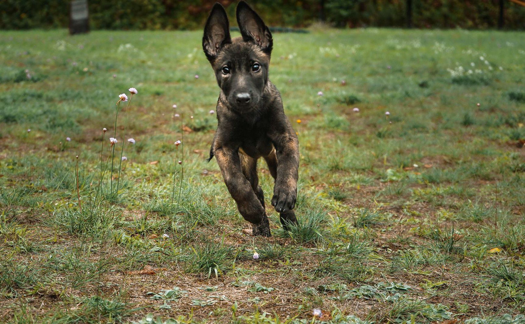 So süß. Aber ist sie die Richtige? Ob Malinois, Schäferhund oder ein Hund aus der Tierrettung, die Anschaffung eines Hundes muss gut überlegt sein.