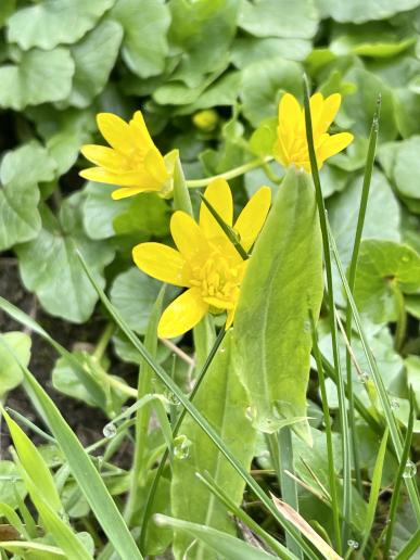 … Blankenfelder Rieselfelder – es blüht wieder. © SV OG Pankow