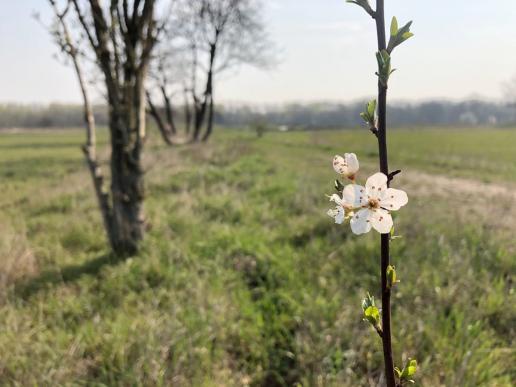 … entlich Frühling auf den Riesefeldern Blankenfelde. Wir freuen uns auf ein aktives Jahr. © OG Pankow