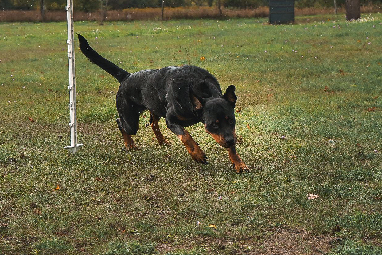 … warum langsam? © Verein für Deutsche Schäferhunde (SV) e.V. Ortsgruppe Pankow, Berlin