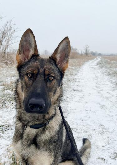 Deutscher Schäferhund – Ohren auf! © SV Ortsgruppe Pankow