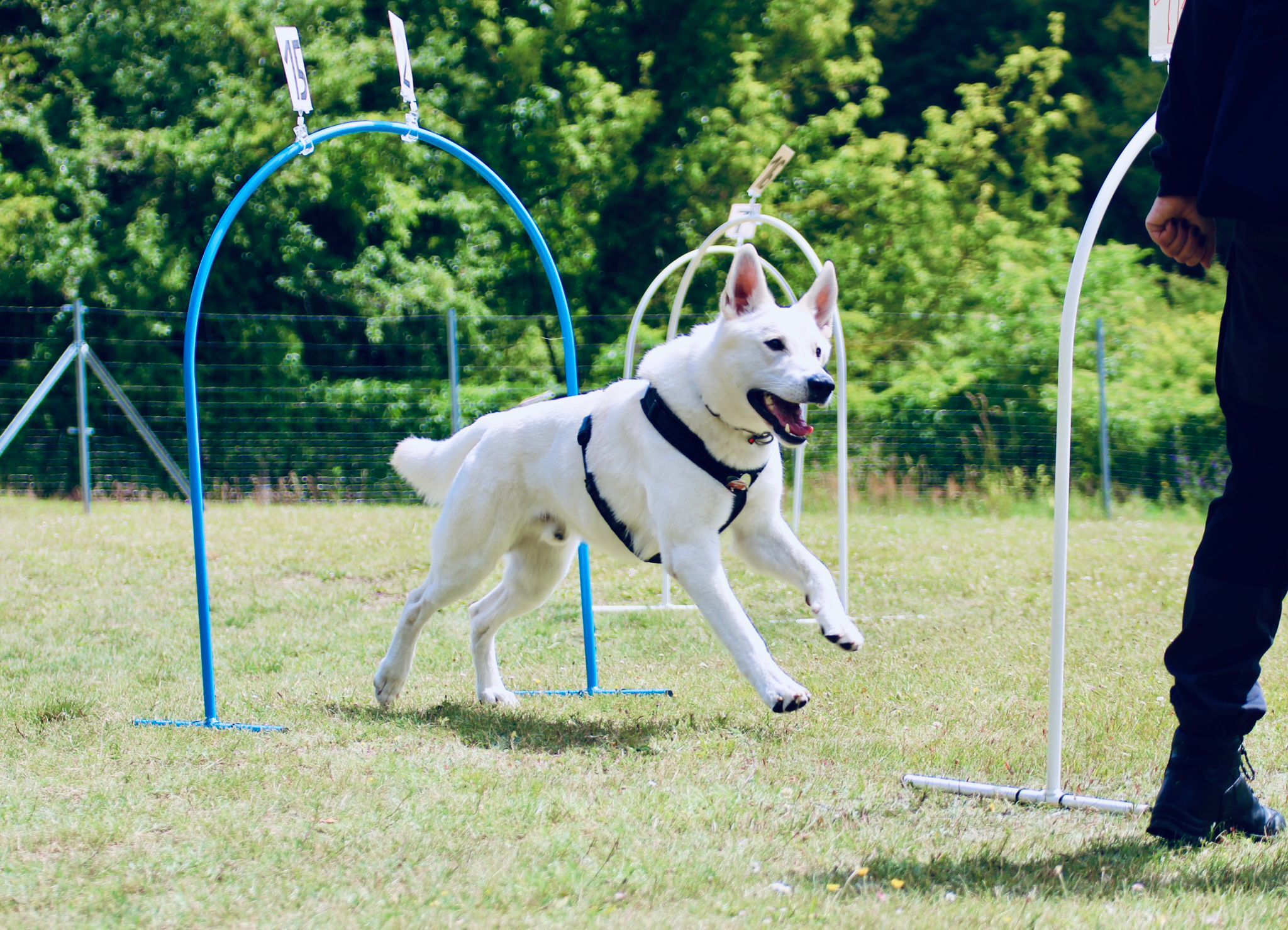 … Schweizer Schäferhund beim Hoopers. © SV OG Pankow