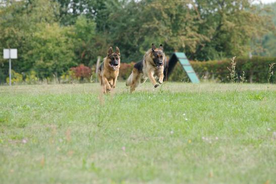 … mit Vollgas über den Hundeplatz. © Charles Yunck