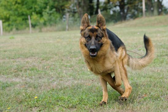 … hier darf der Hund, Hund sein. © Charles Yunck