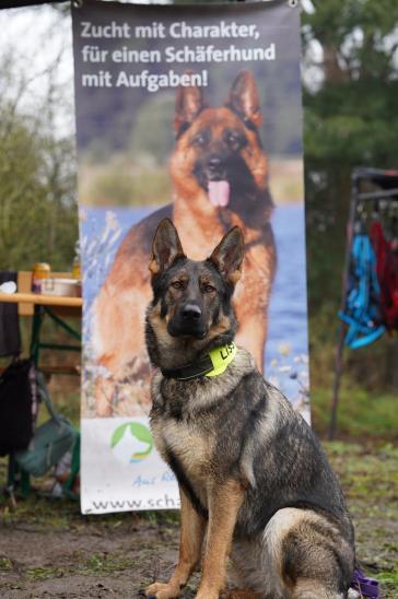 Informationsstand Rund um den Deutschen Schäferhund