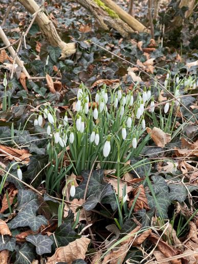 … Frühlingserwachen auf dem Hundeplatz © OG Pankow