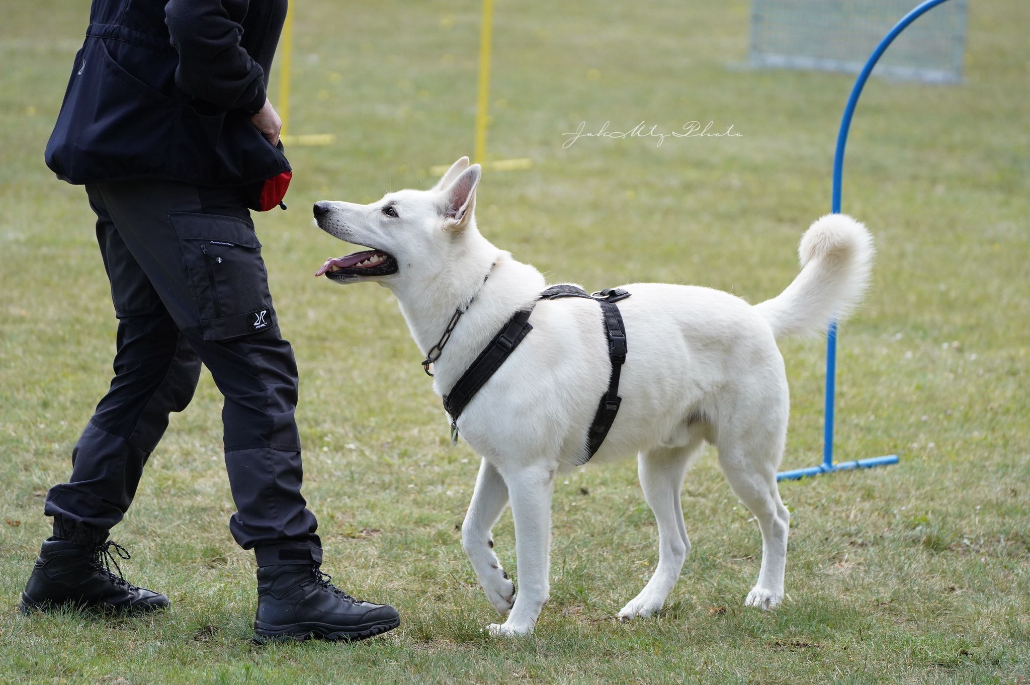 © Verein für Deutsche Schäferhunde (SV) e.V. Ortsgruppe Pankow