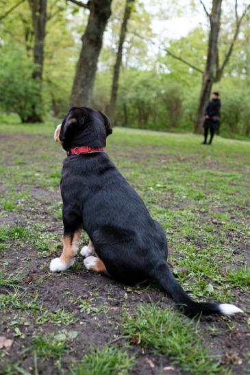 … Großer Schweizer Sennenhund Welpe