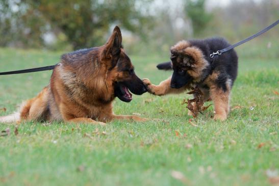 … Schäferhunde bei der Arbeit © Charles Yunck