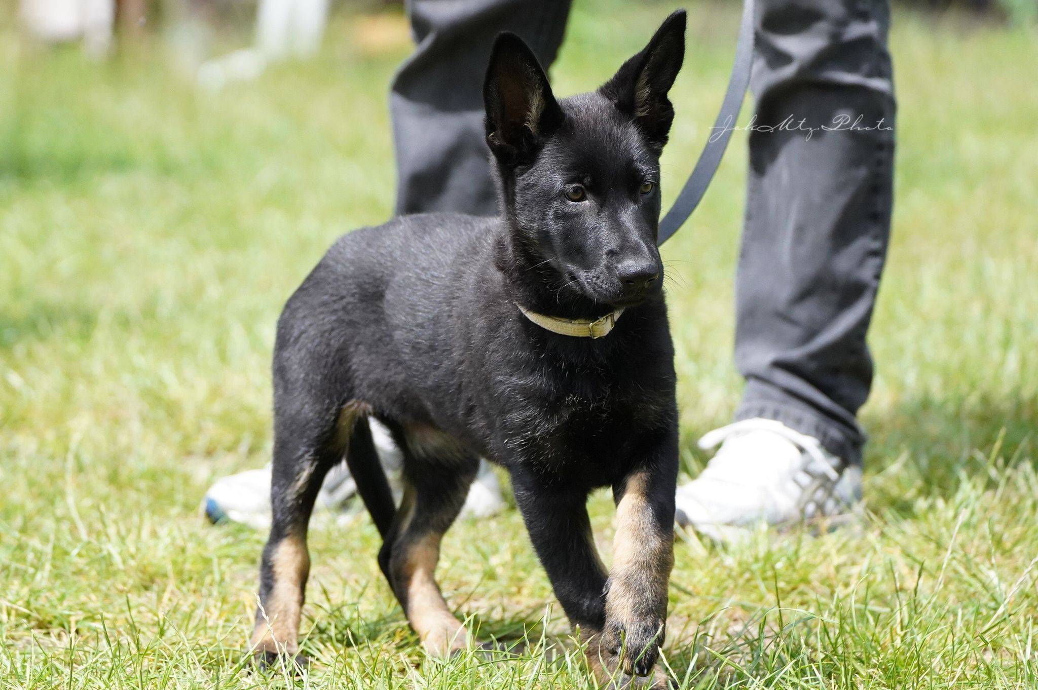 © Verein für Deutsche Schäferhunde (SV) e.V. Ortsgruppe Pankow